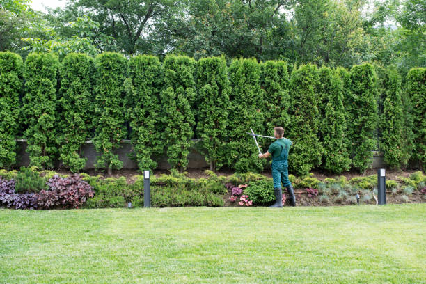 Lawn Watering Services in Pecan Acres, TX